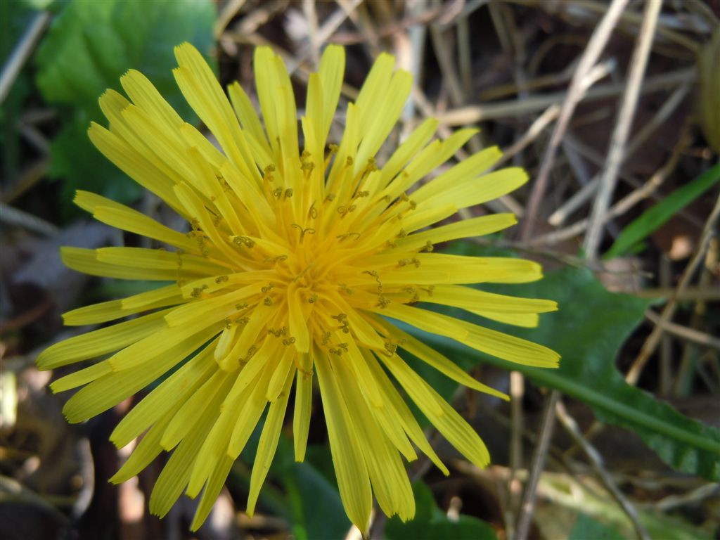 Fiori da determinare - Taraxacum cfr. palustre